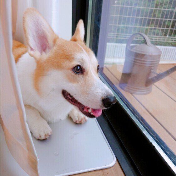 犬が網戸を突き破って脱走する？ 犬と暮らす部屋の窓を網戸にする際の注意点とは コーギー いぬのきもち