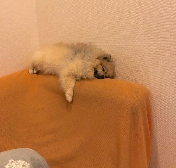ソファの背もたれで寝るぽこちゃん