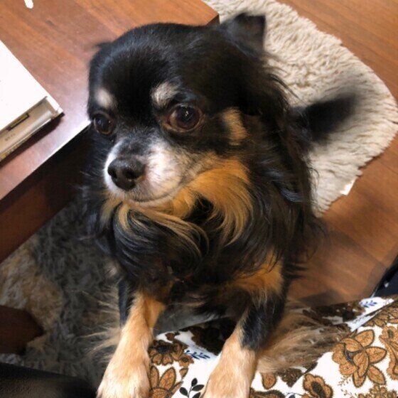 チワワのタッキーちゃんのおねだり