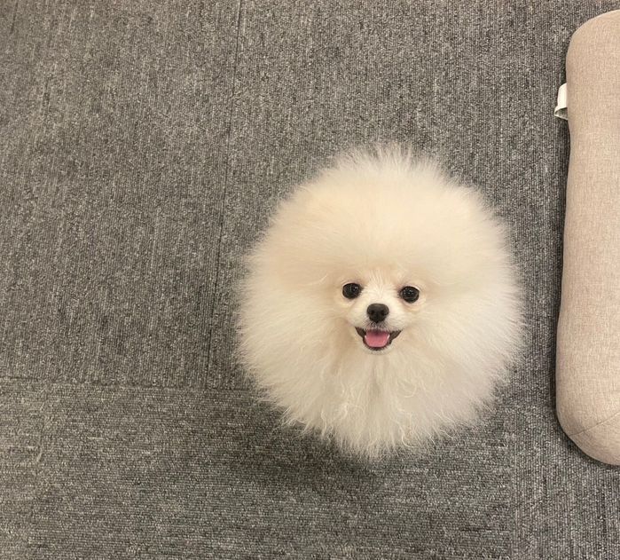 にっこりするちょむちゃん