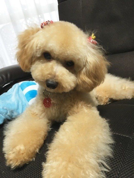 トイ・プードル