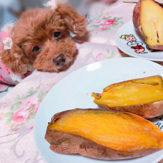 焼き芋を見る犬