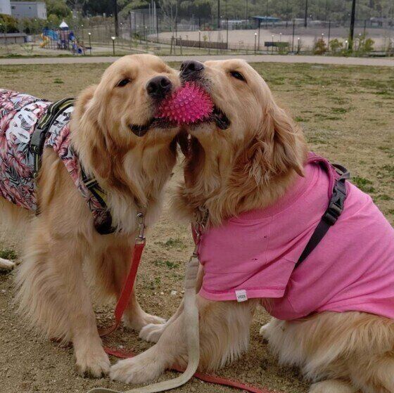 ボールで遊ぶゴールデン・レトリーバー