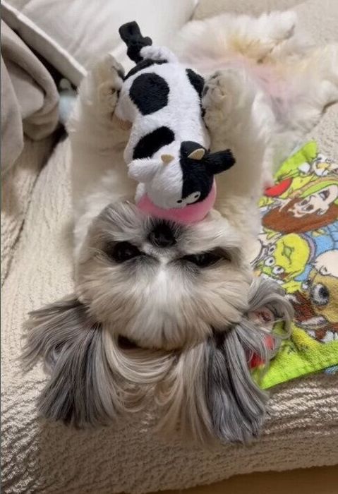 牛さんを持ってくわえるしろちゃん