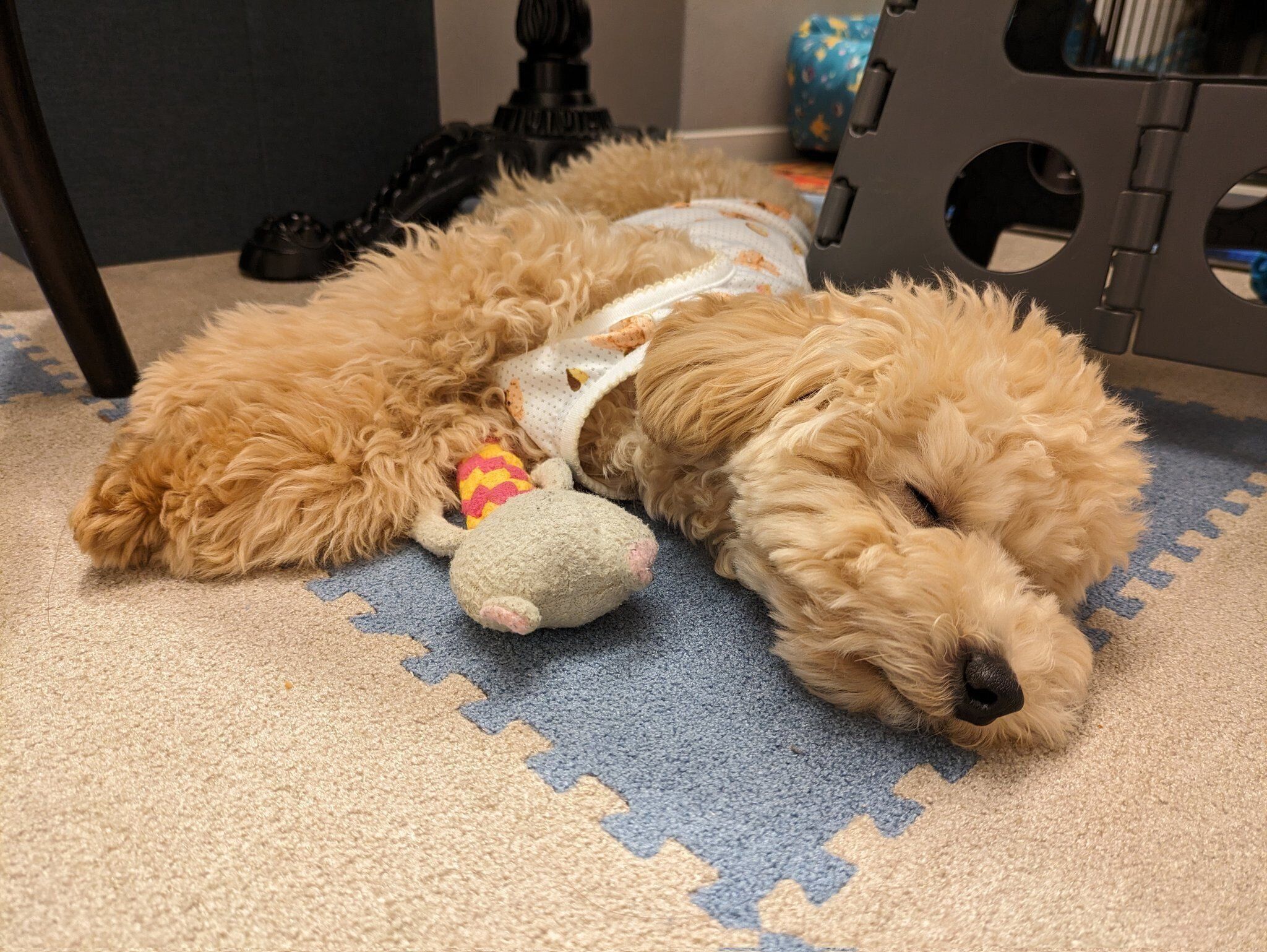 眠るニコラくん