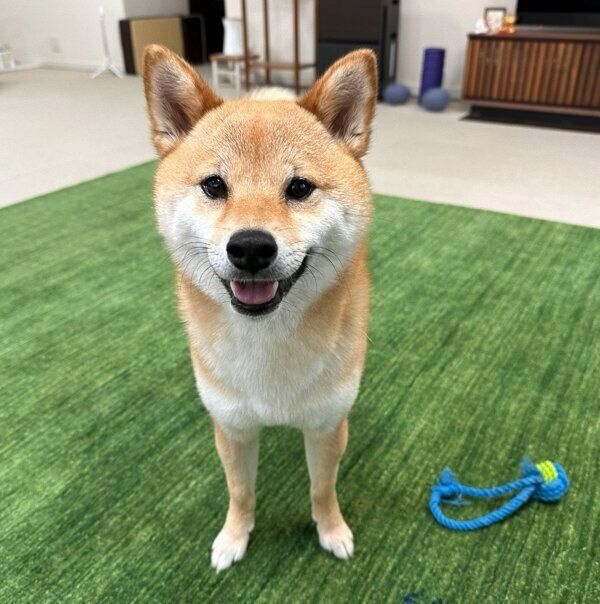 見つめる富くん