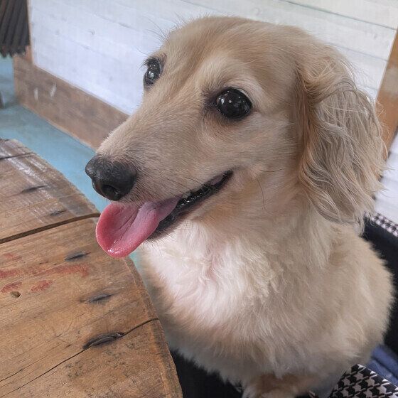 目をウルウルさせるカニーンヘン・ダックスフンド