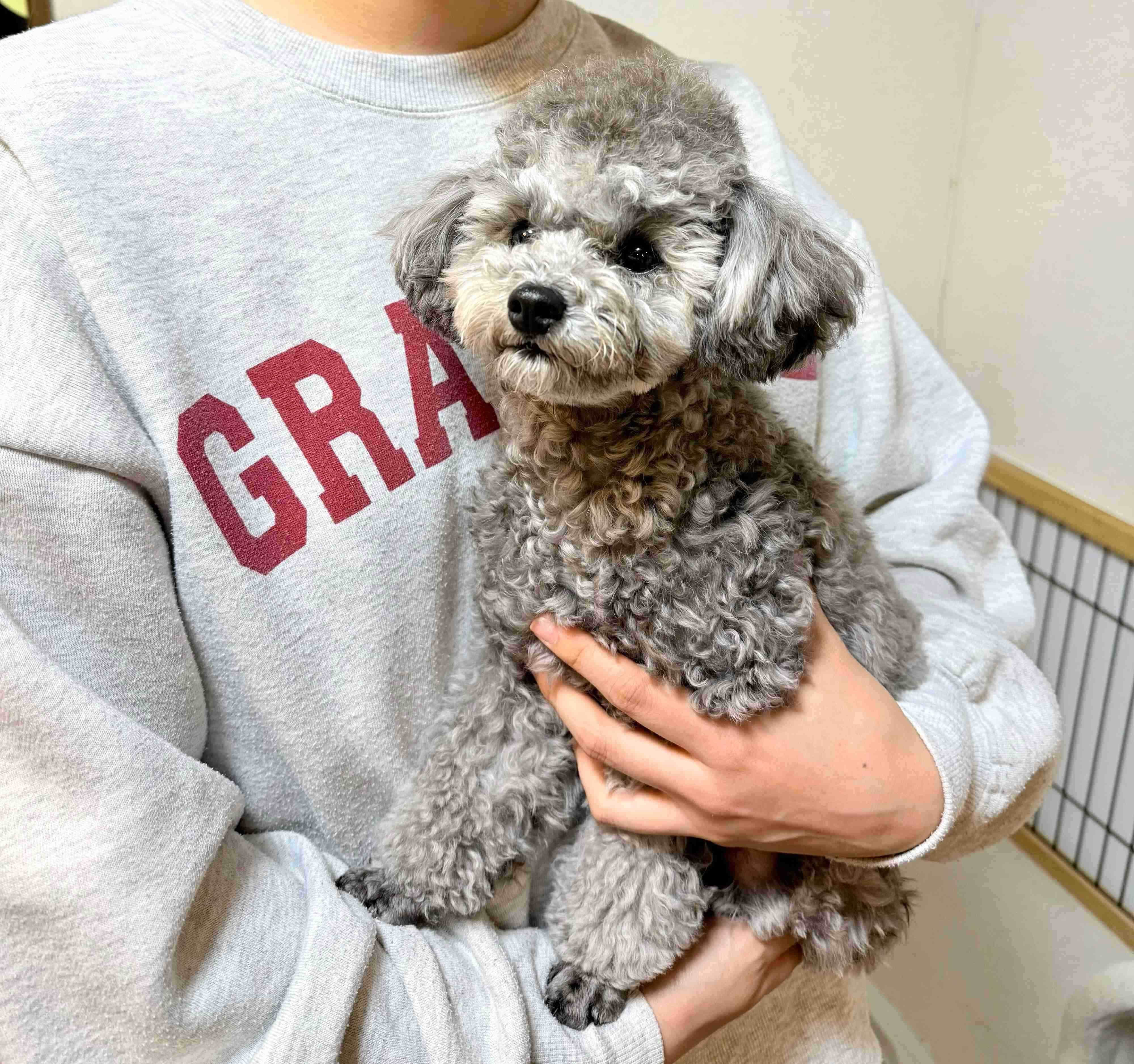 約1年後のエマちゃん　飼い主さんによると「かわいいお顔とコロっとしたフォルム」が魅力なのだとか