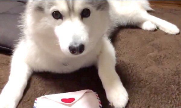 飼い主さんに訴えかけるシルビアちゃん