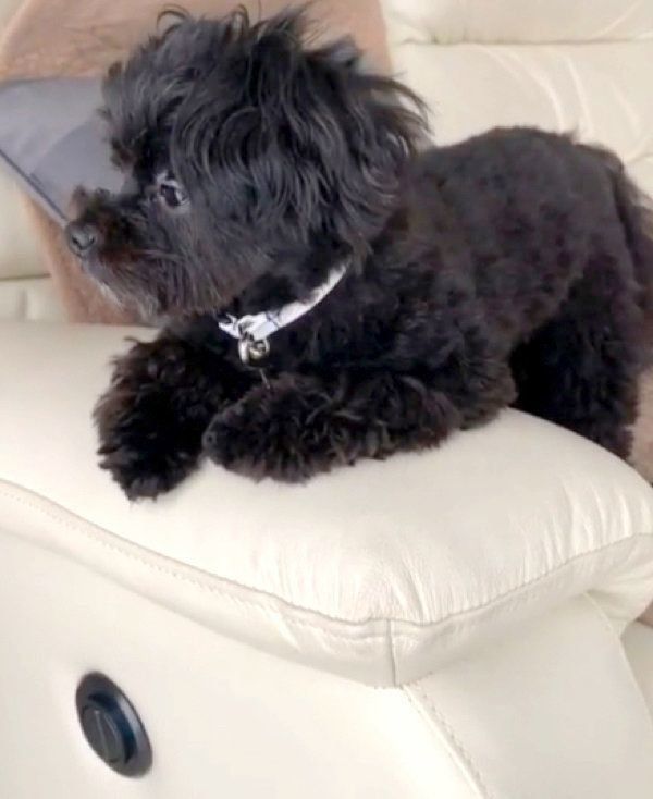 ソファでの座り方が独特なポメプー