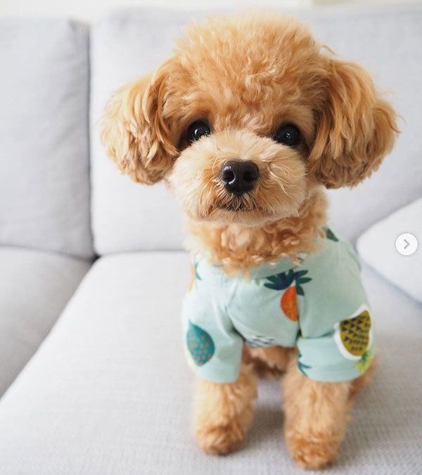 見つめるティーカップ・プードル