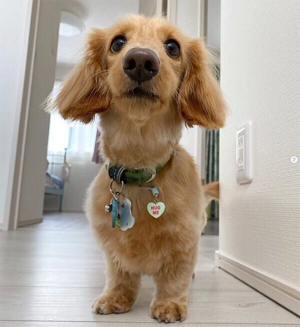 見つめる大吉くん