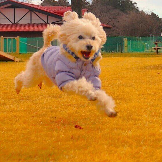 犬も「しもやけ」になる? 冷たい地面や雪道を歩いた後の犬のしもやけ対策 いぬのきもち