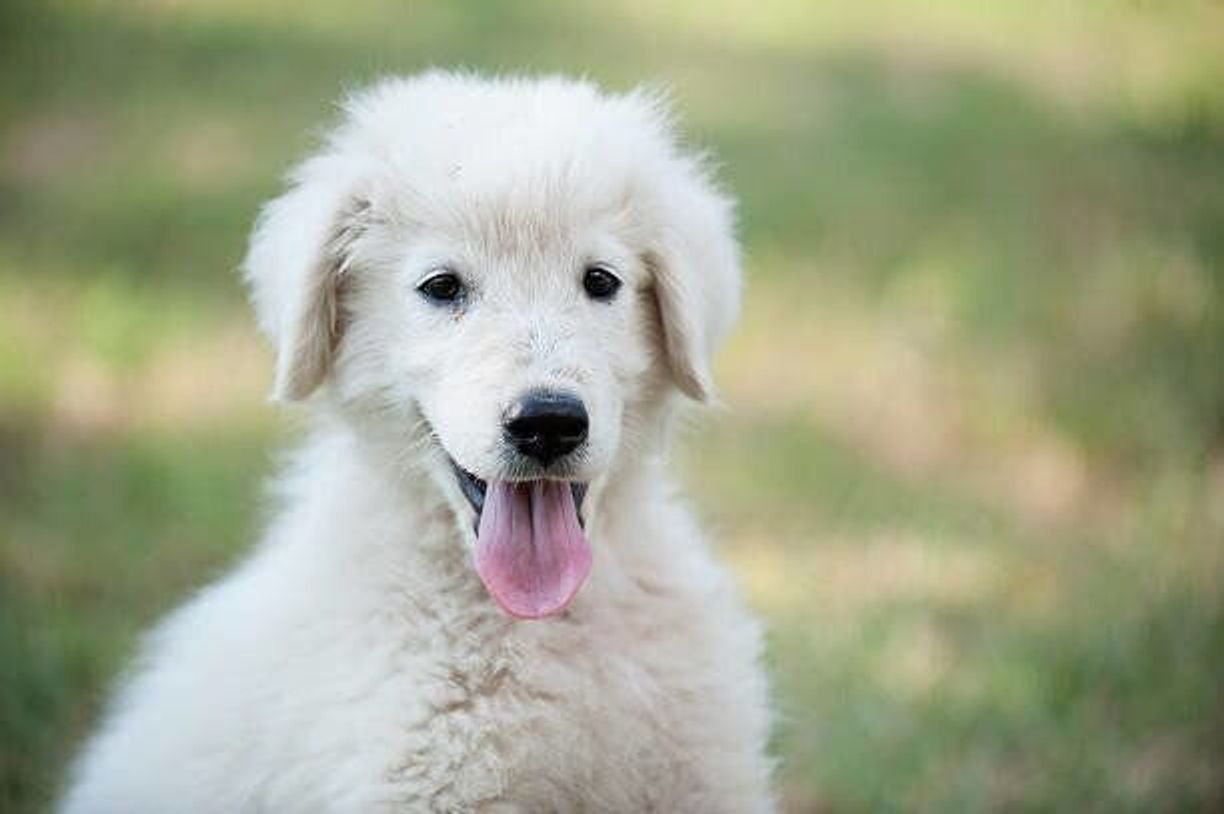 マレンマ シープドッグの特徴 性格 最新価格と飼い方 いぬのきもち 犬図鑑 いぬのきもちweb Magazine マレンマ シープドッグの特徴 性格 最新価格と飼い方 いぬのきもち 犬図鑑 いぬのきもちweb Magazine