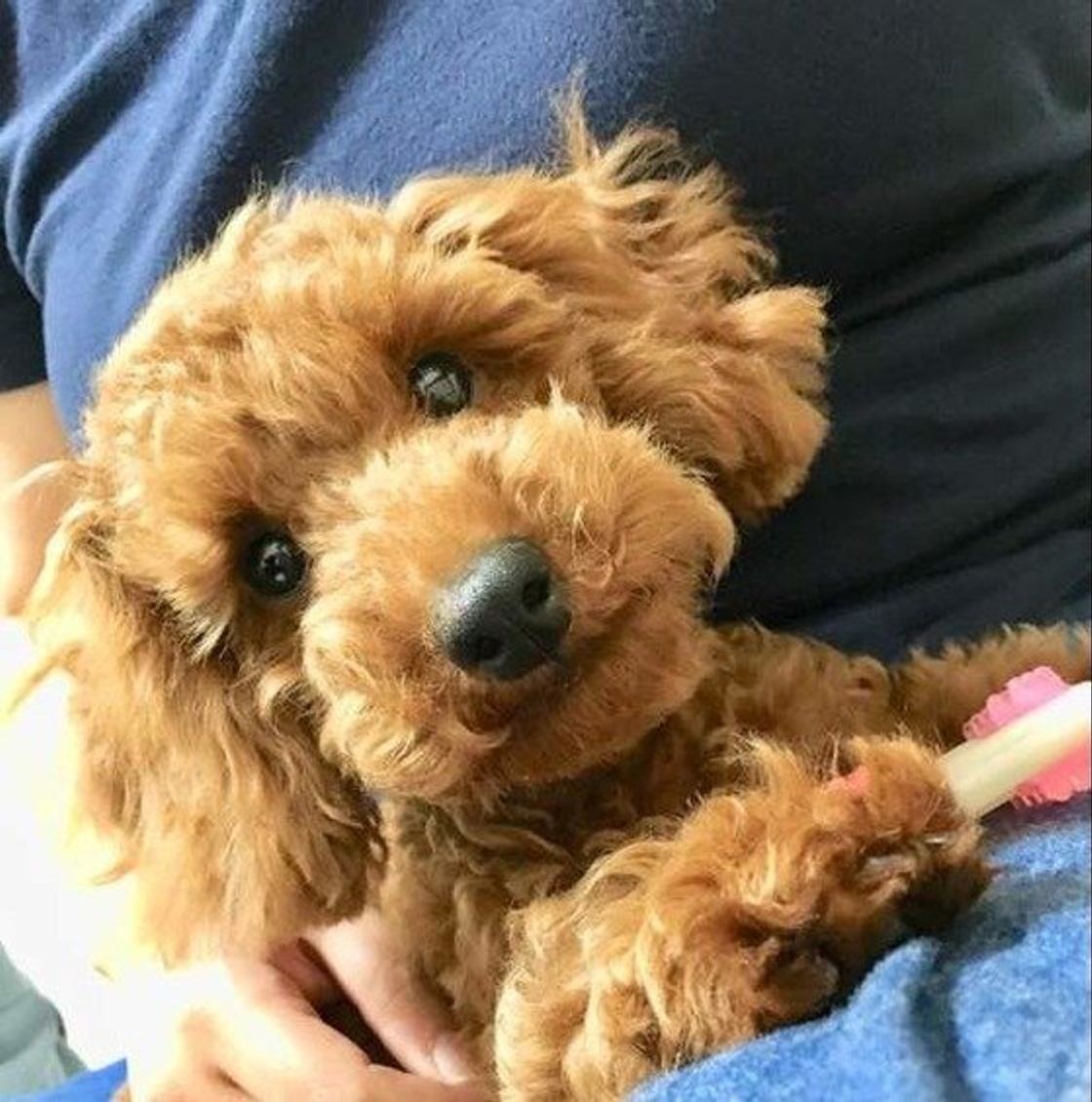 獣医師が解説 犬用ガムは安全 起こり得る事故や選び方の注意点 いぬのきもちweb Magazine 獣医師が解説 犬用ガムは安全 起こり得る事故や選び方の注意点 いぬのきもちweb Magazine