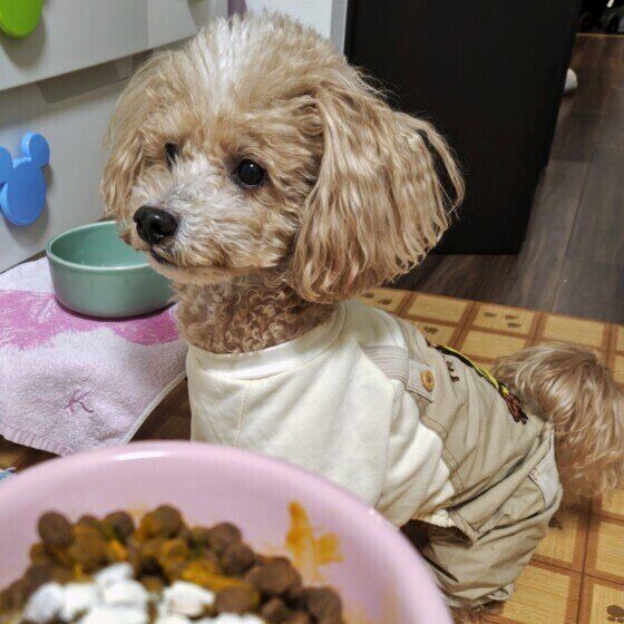 トイ・プードルのハービーくん