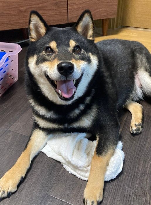にこにこ笑顔のぎんくん