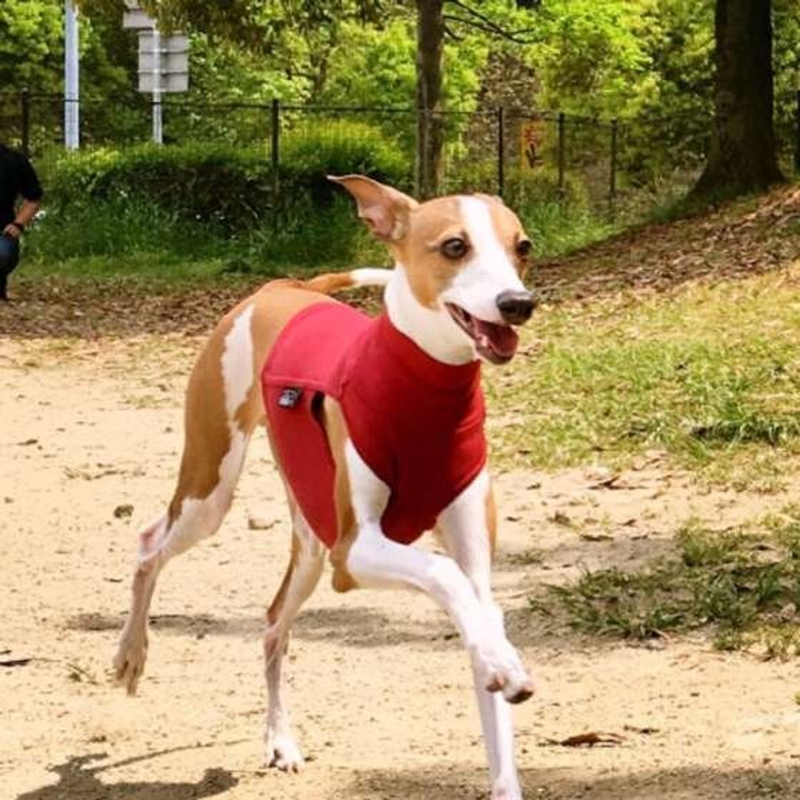 何もしない のもおすすめ 4つのドッグランの楽しみ方 いぬのきもちweb Magazine 何もしない のもおすすめ 4つのドッグランの楽しみ方 いぬのきもちweb Magazine