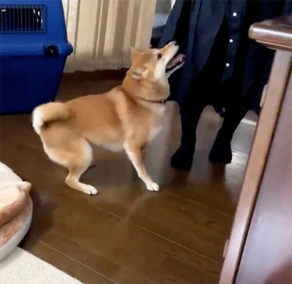 突然の来客に喜びが爆発するりんご郎くん