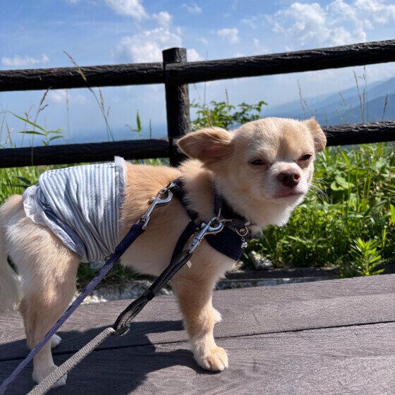 那須旅行を楽しむチワワ
