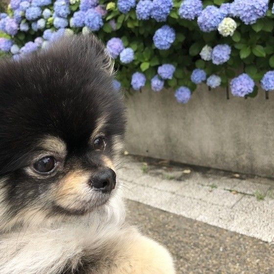 散歩するポメラニアン