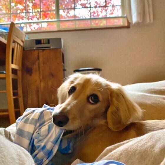 ミニチュア・ダックスフンド パンくん