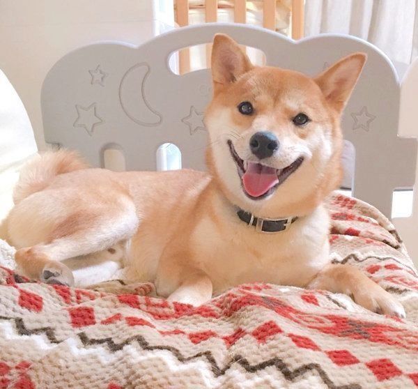笑顔がかわいい柴犬