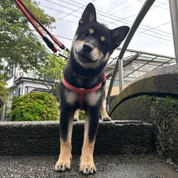 散歩中のアルくん