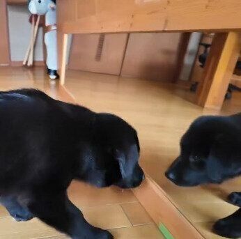 犬と鏡の関係性は?