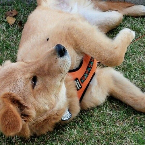 愛犬が床に顔や体を すりすり とこすりつける 5つの理由 いぬのきもちweb Magazine