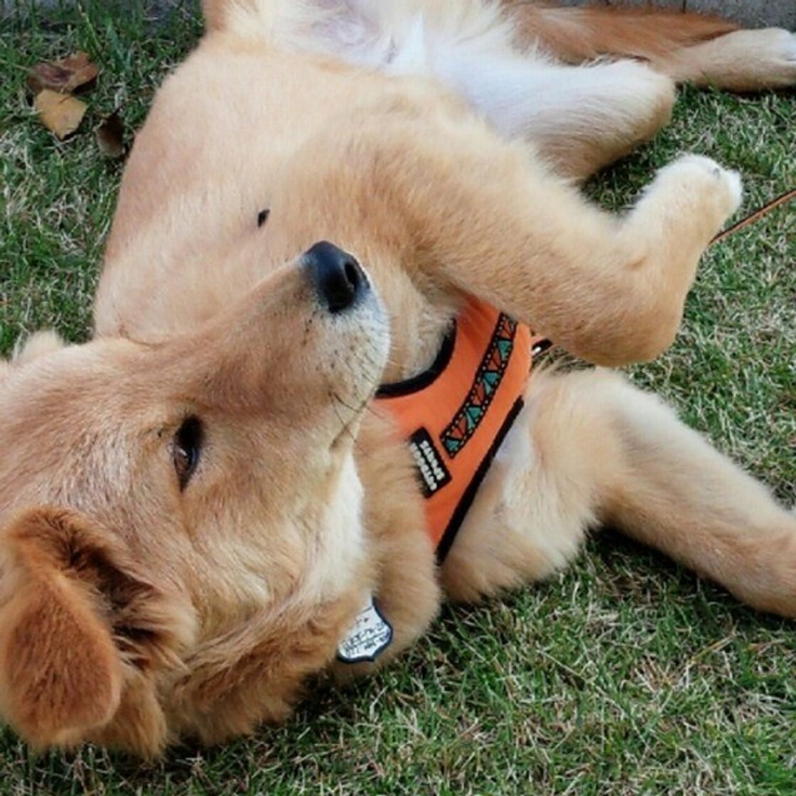 愛犬が床に顔や体を すりすり とこすりつける 5つの理由 いぬのきもちweb Magazine 愛犬が床に顔や体を すりすり とこすりつける 5つの理由 いぬのきもちweb Magazine