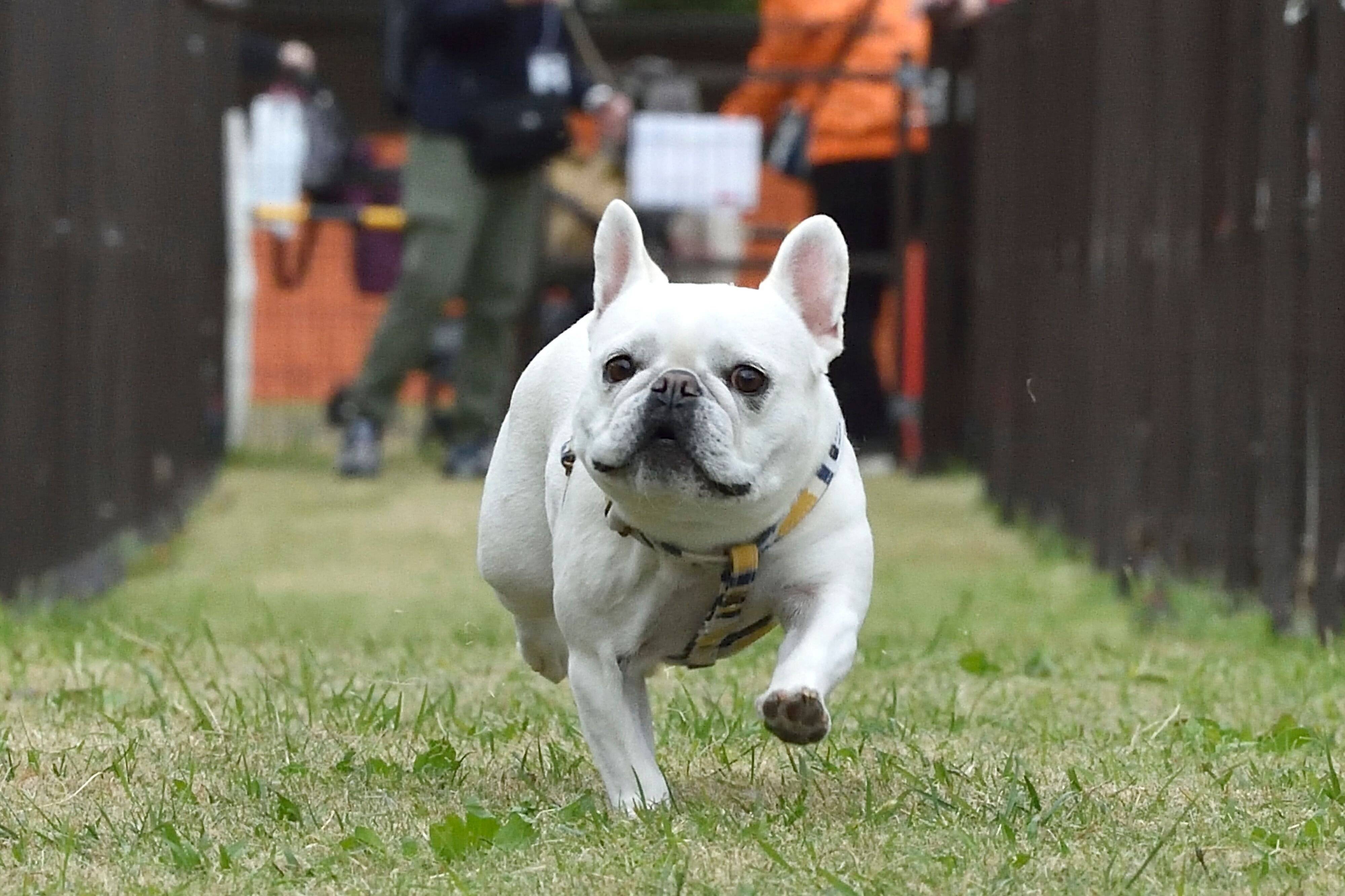 タイムレース50アンチノールカップに参加したフレンチ・ブルドッグ