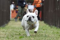 タイムレース50アンチノールカップに参加したフレンチ・ブルドッグ