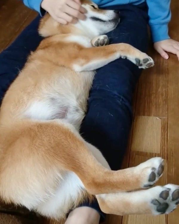 マッサージされる柴犬