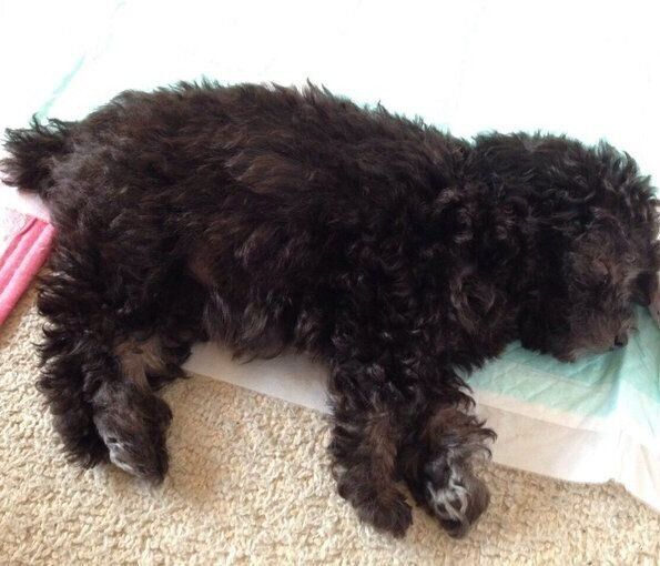 生後3カ月頃のくぅちゃん