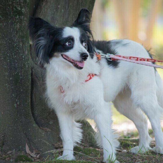 散歩するパピヨン