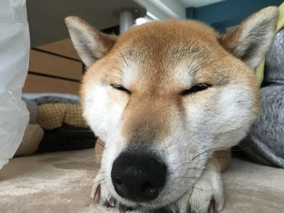 ぐっすり眠る柴犬