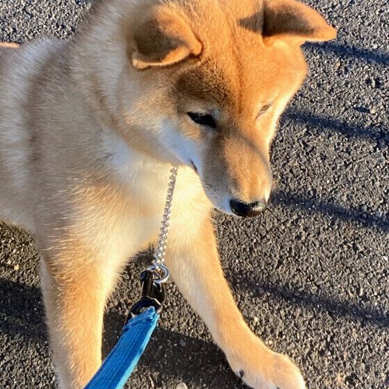 しょんぼりと悲しそうな柴犬