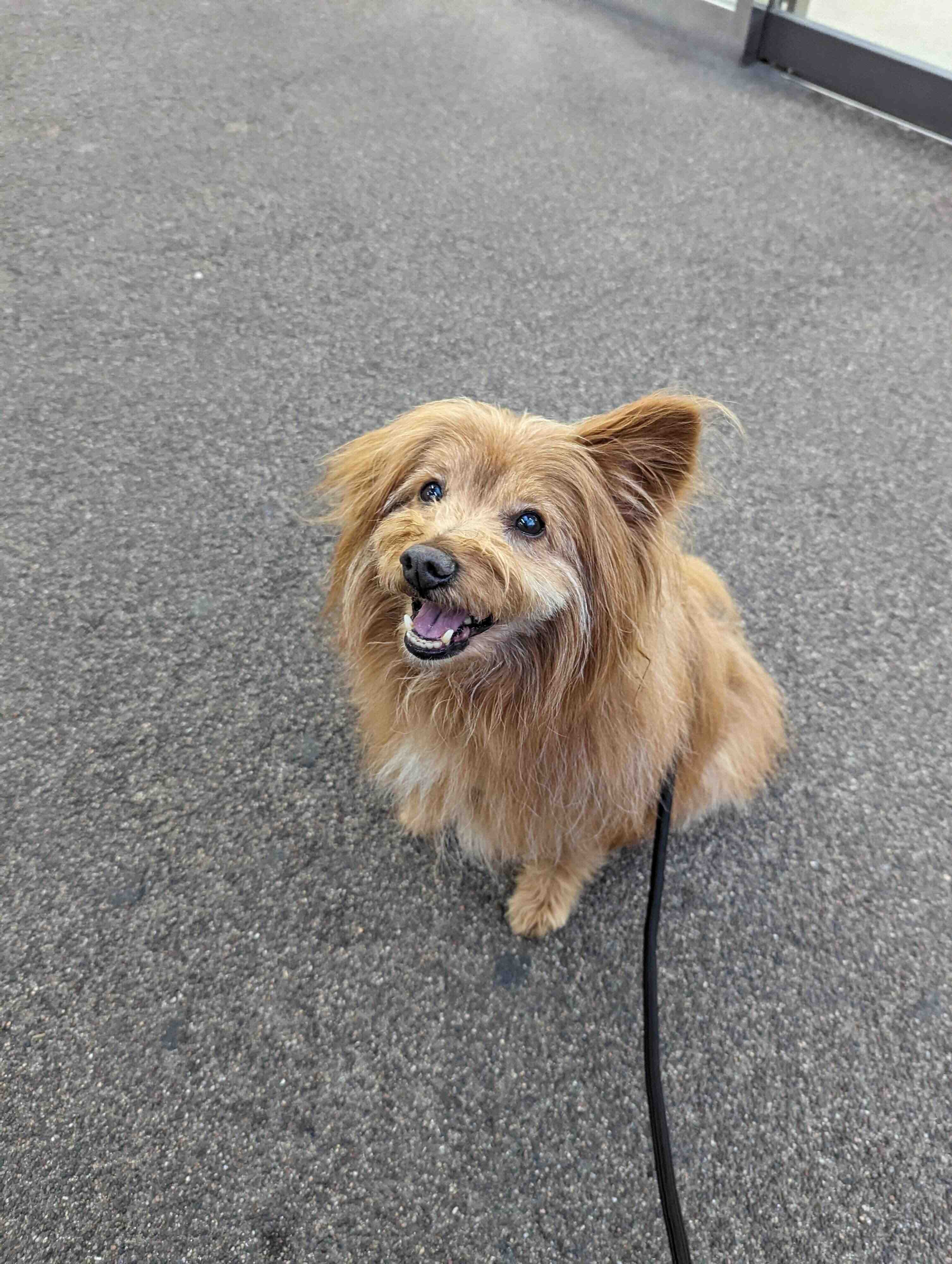 にこにこした顔の犬