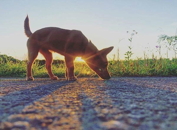 元保護犬・むぎちゃん