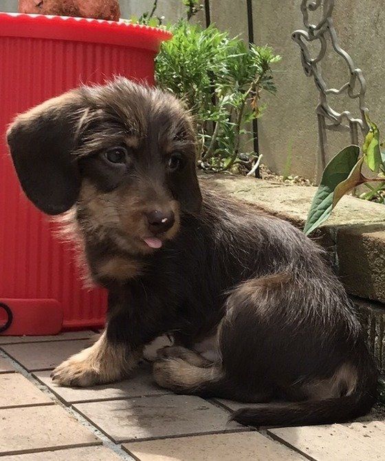 ワイヤーダックス