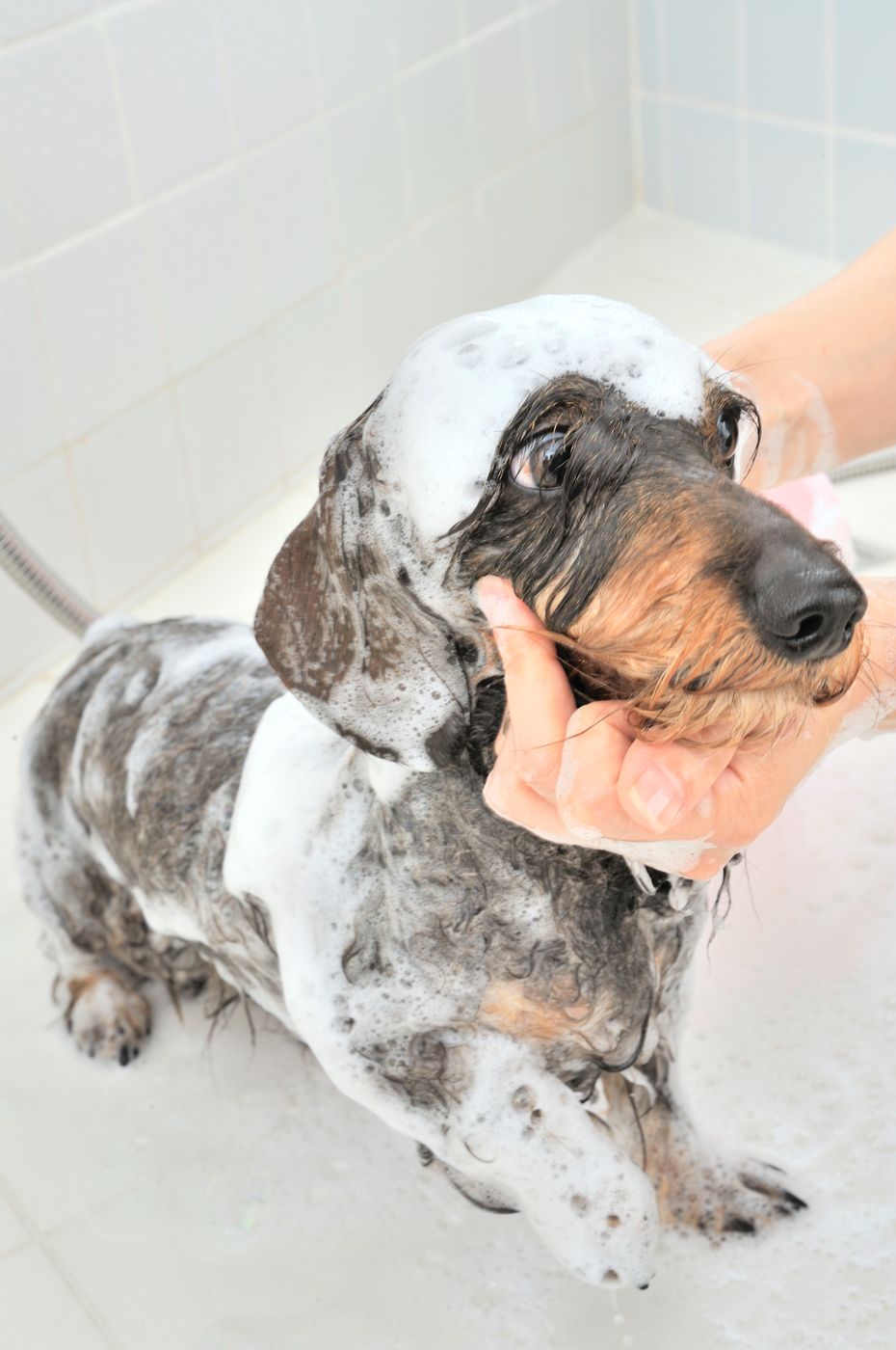 専門家もおすすめ 犬のお風呂 シャンプー の入れ方 注意点 いぬのきもちweb Magazine 専門家もおすすめ 犬のお風呂 シャンプー の入れ方 注意点 いぬのきもちweb Magazine