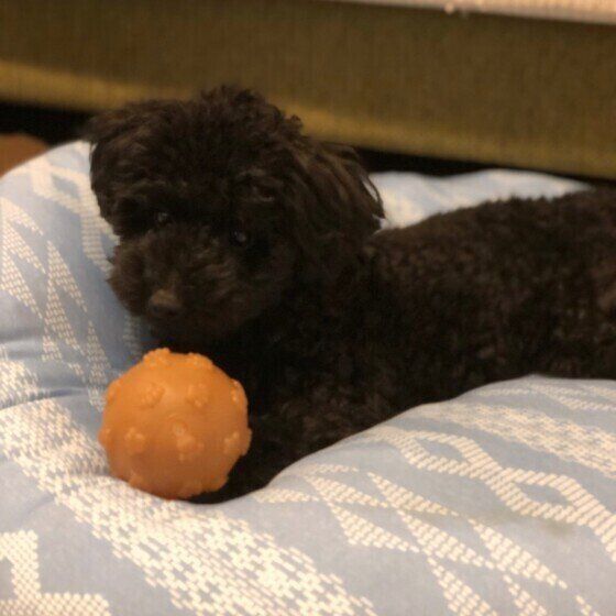 遊ぶトイ・プードル