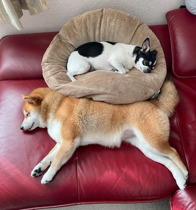 3才になったあずきちゃん、いくらちゃん
