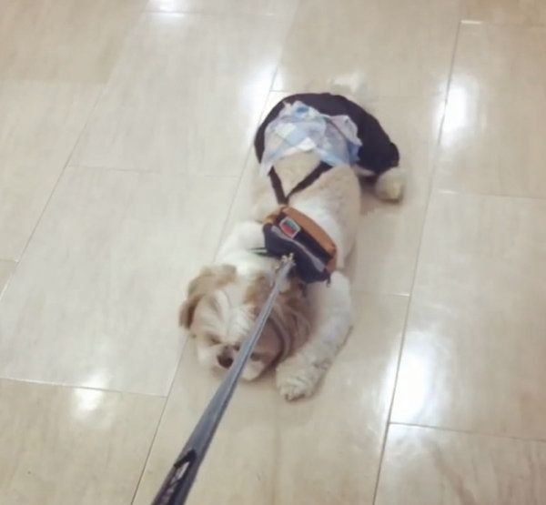 帰りたくないと抵抗するシー・ズー