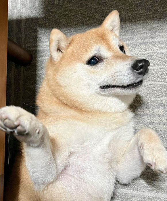 おなかを見せるこじろうくん