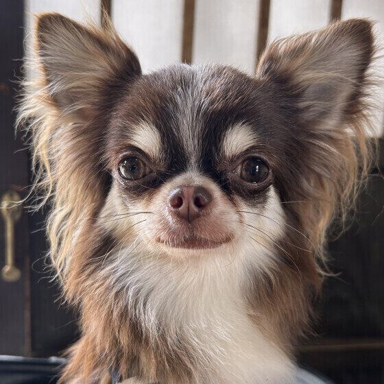 犬が目で何かを伝えている？ 犬の視線を使ったコミュニケーションとは いぬのきもち