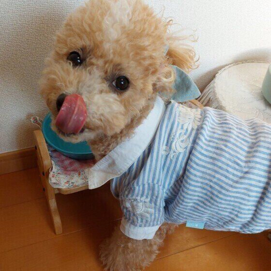 見つめるトイ・プードル