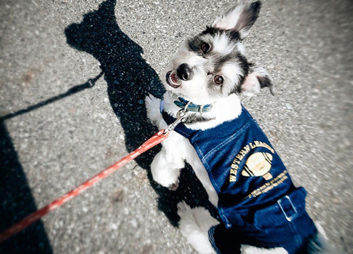 犬のウンチ後の 砂かけ 行為の理由 意見が分かれるも 真相は いぬのきもちweb Magazine 犬のウンチ後の 砂かけ 行為の理由 意見が分かれるも 真相は いぬのきもちweb Magazine