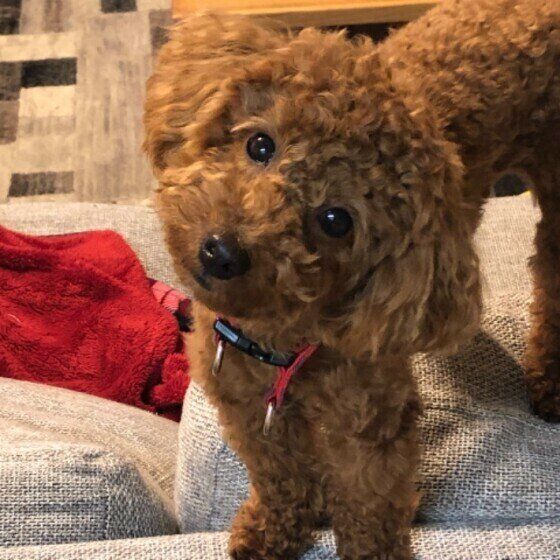 首をかしげるトイ・プードル